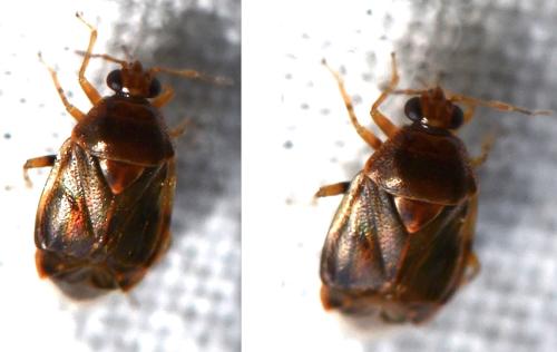 Réf. 303 293 : Deraeocoris lutescens